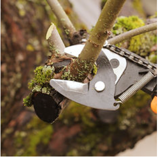 Raise Them Up Right! | Holistic Apple Orchard Pruning Workshop