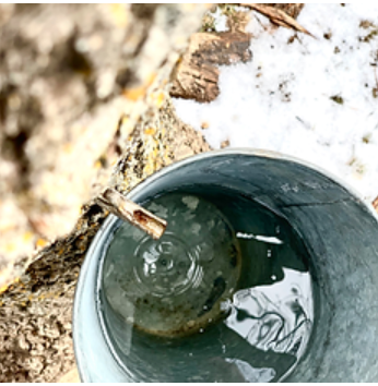 Maple Sugaring at Athol Orchards | A Winter Sap-to-Syrup Workshop